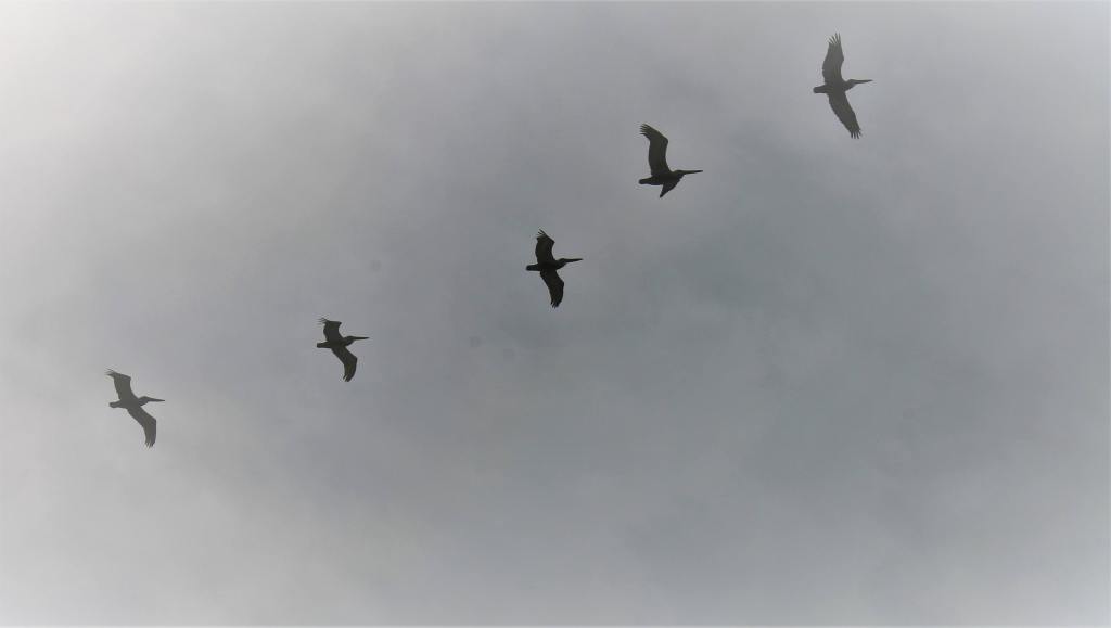 An image of five brown pelicans flying through the fog.