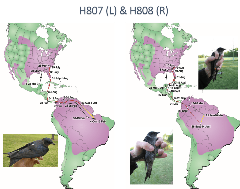 A map displaying the annual migratory route of two Purple Martin birds from central South Carolina to central Brazil and back. 