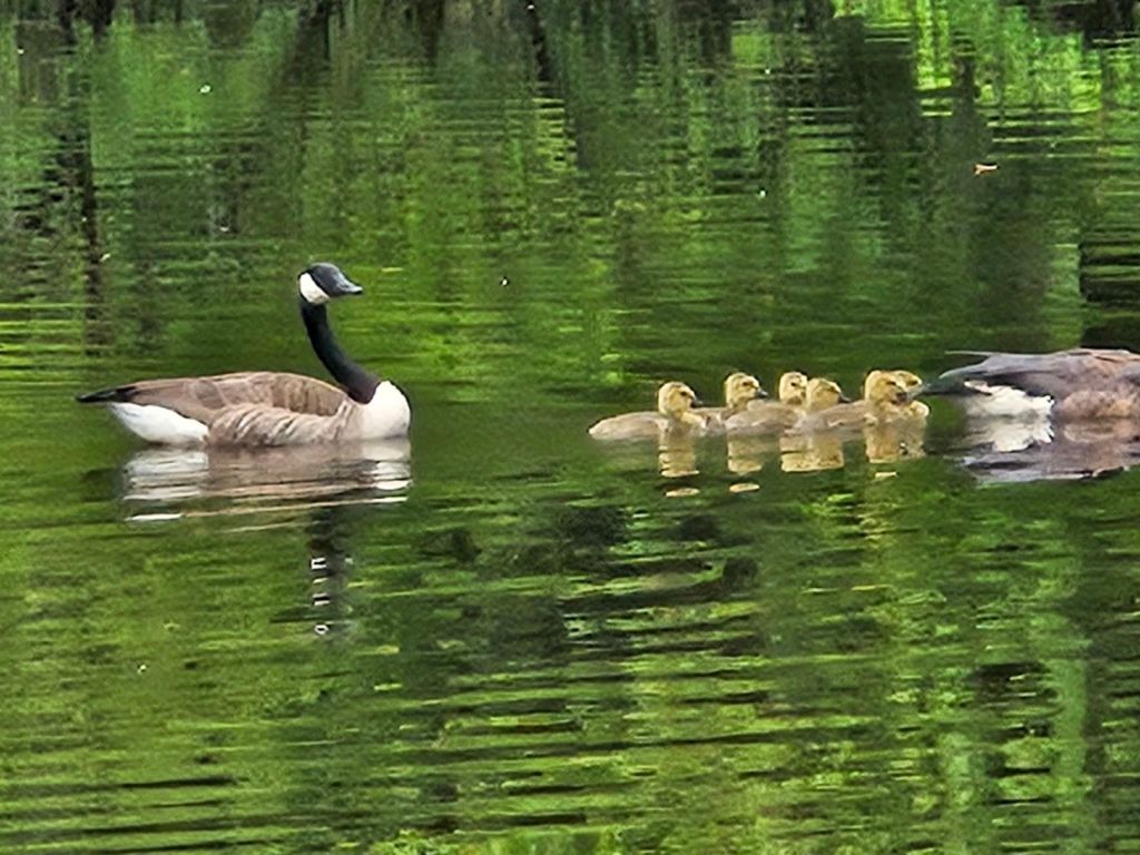 Image of two geese and their goslings. 