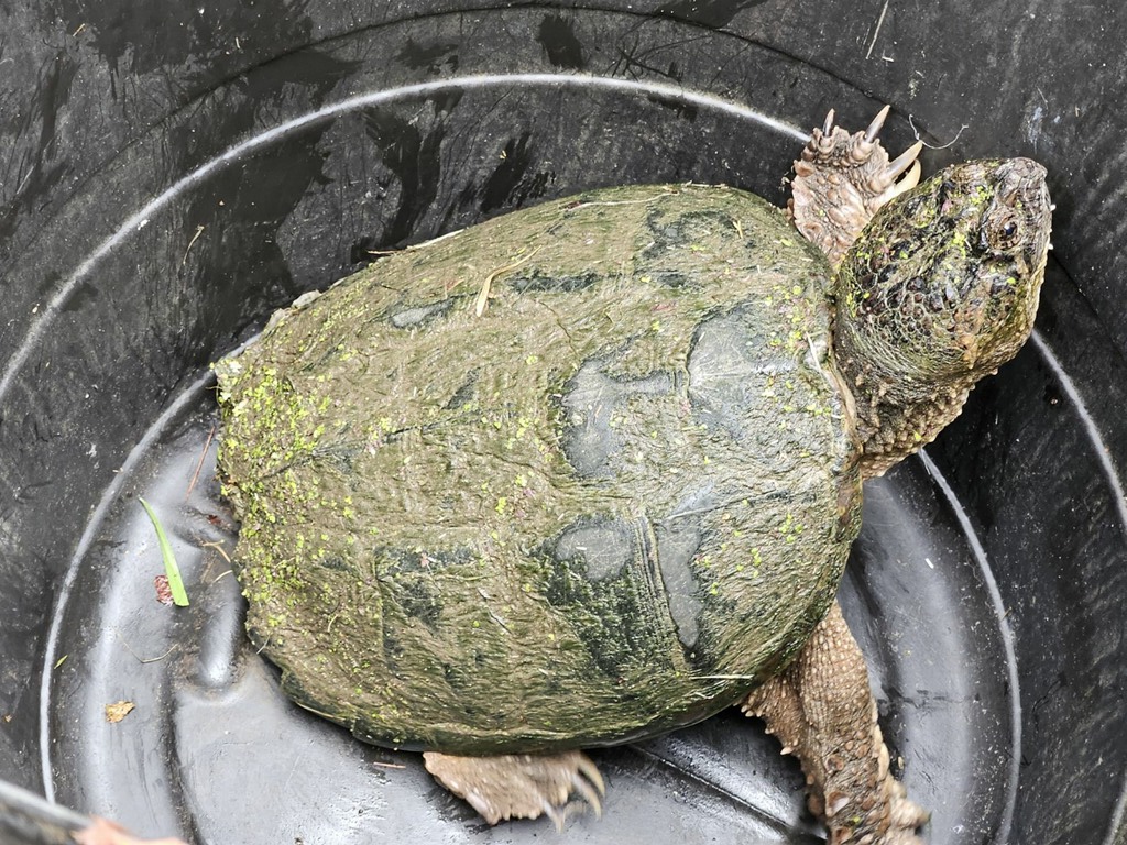 picture of snapping turtle in a bucket.