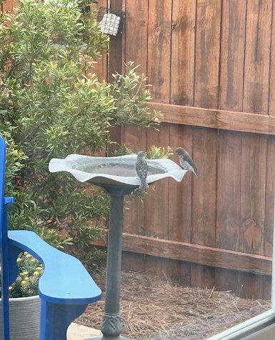 Two fledgling eastern bluebirds at a birdbath.