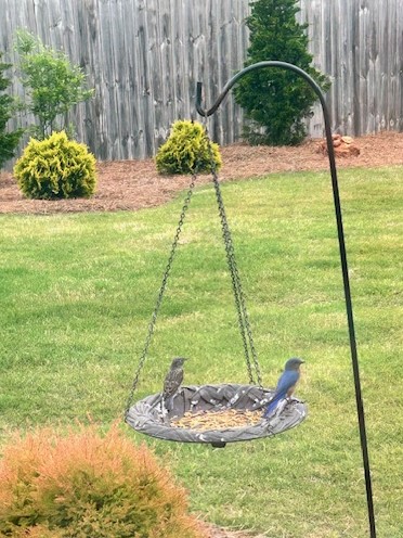 Picture of young bluebird in a tray of mealworms with parent nearby.