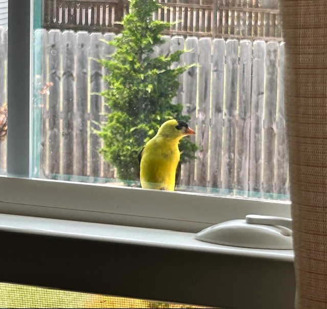 A yellow and black bird on a windowsill. 