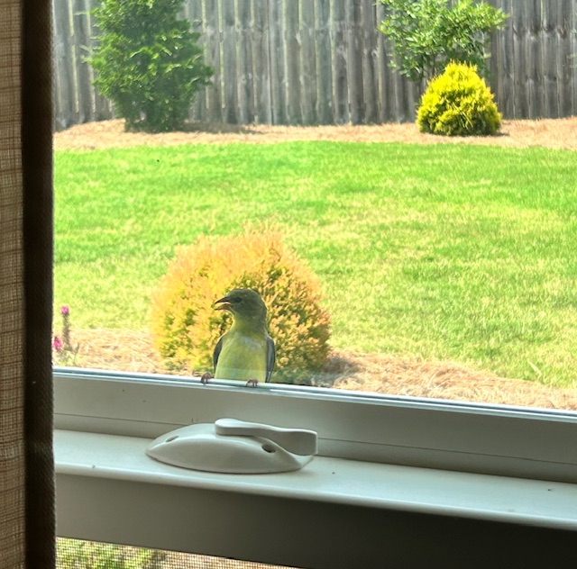 A pale yellow bird on a windowsill.